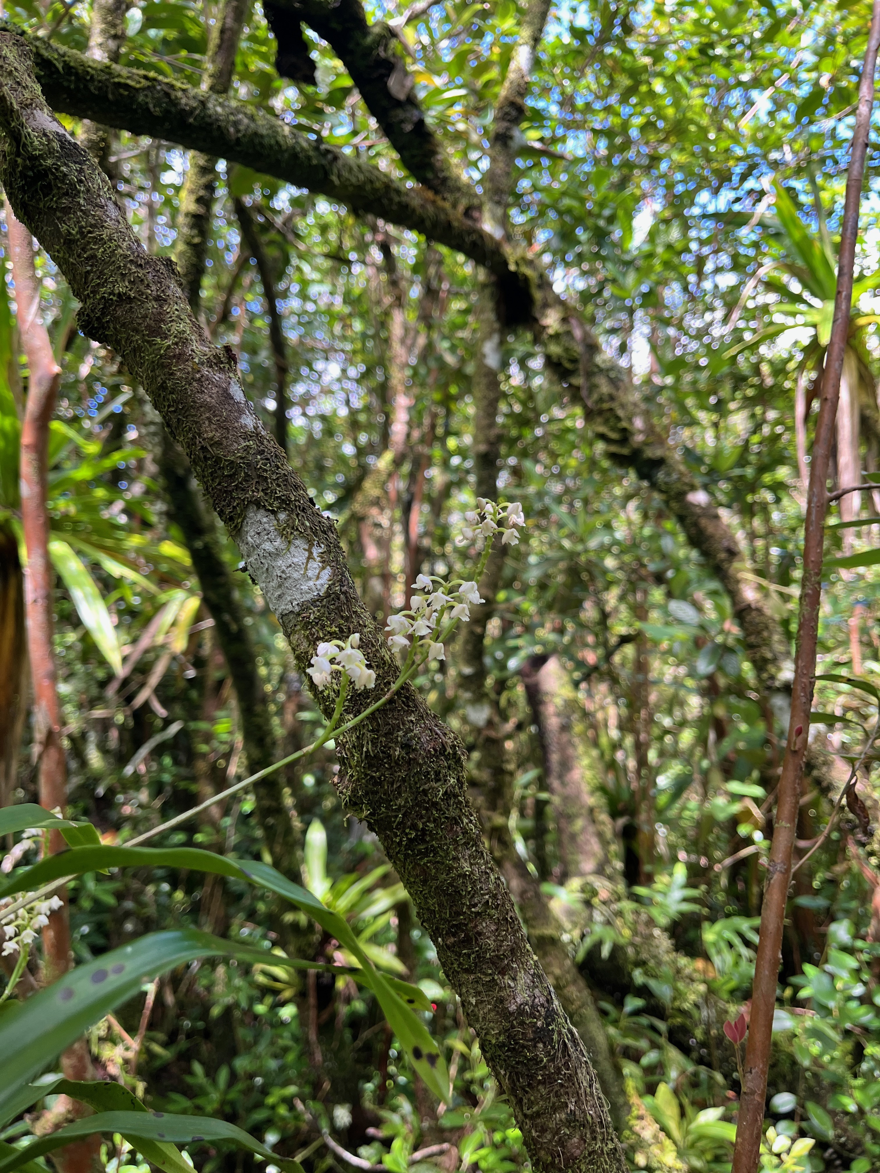 31. Polystachya concreta EPIDENDROIDEAE Indigene Reunion.jpeg