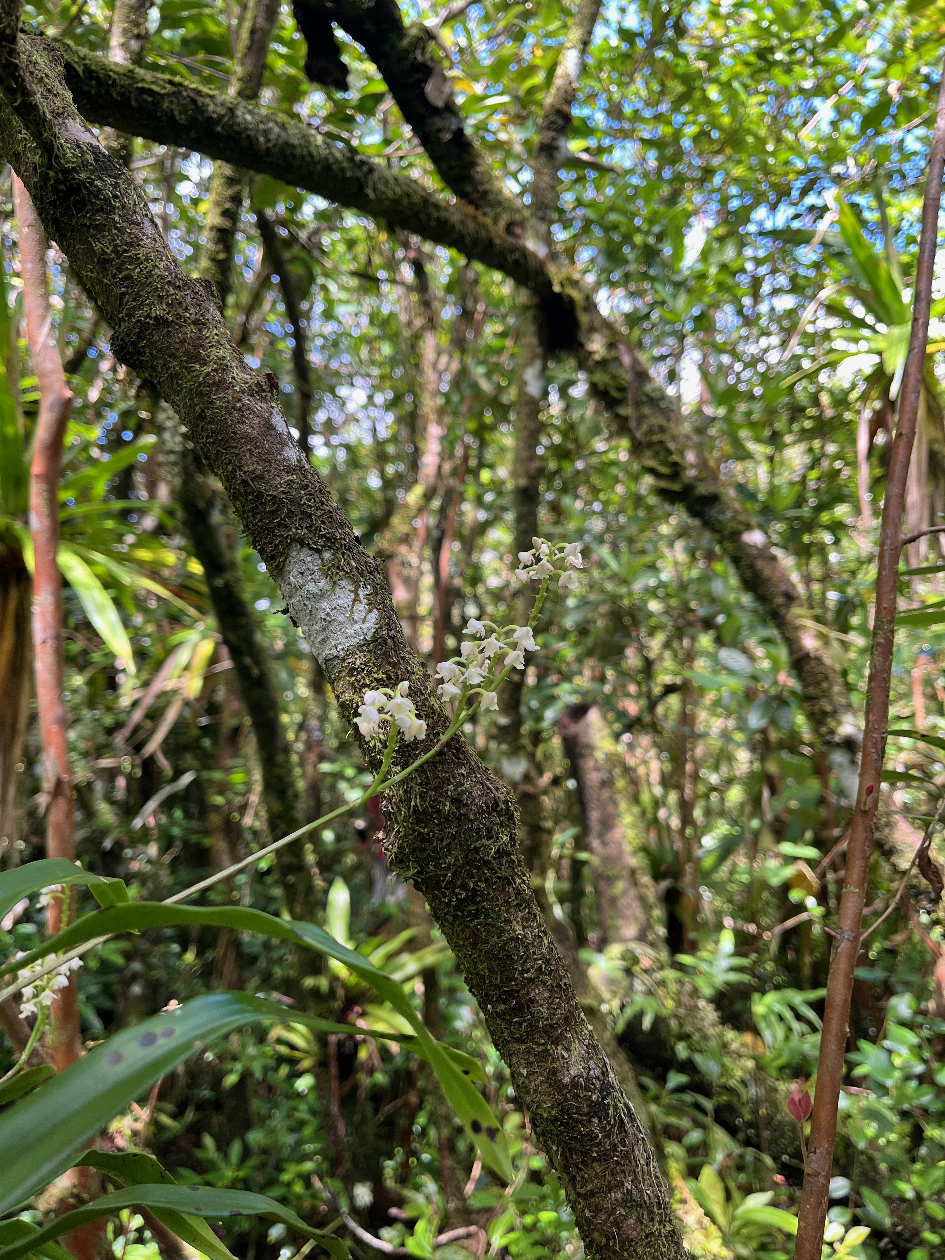 32. Polystachya concreta EPIDENDROIDEAE Indigene Reunion.jpeg