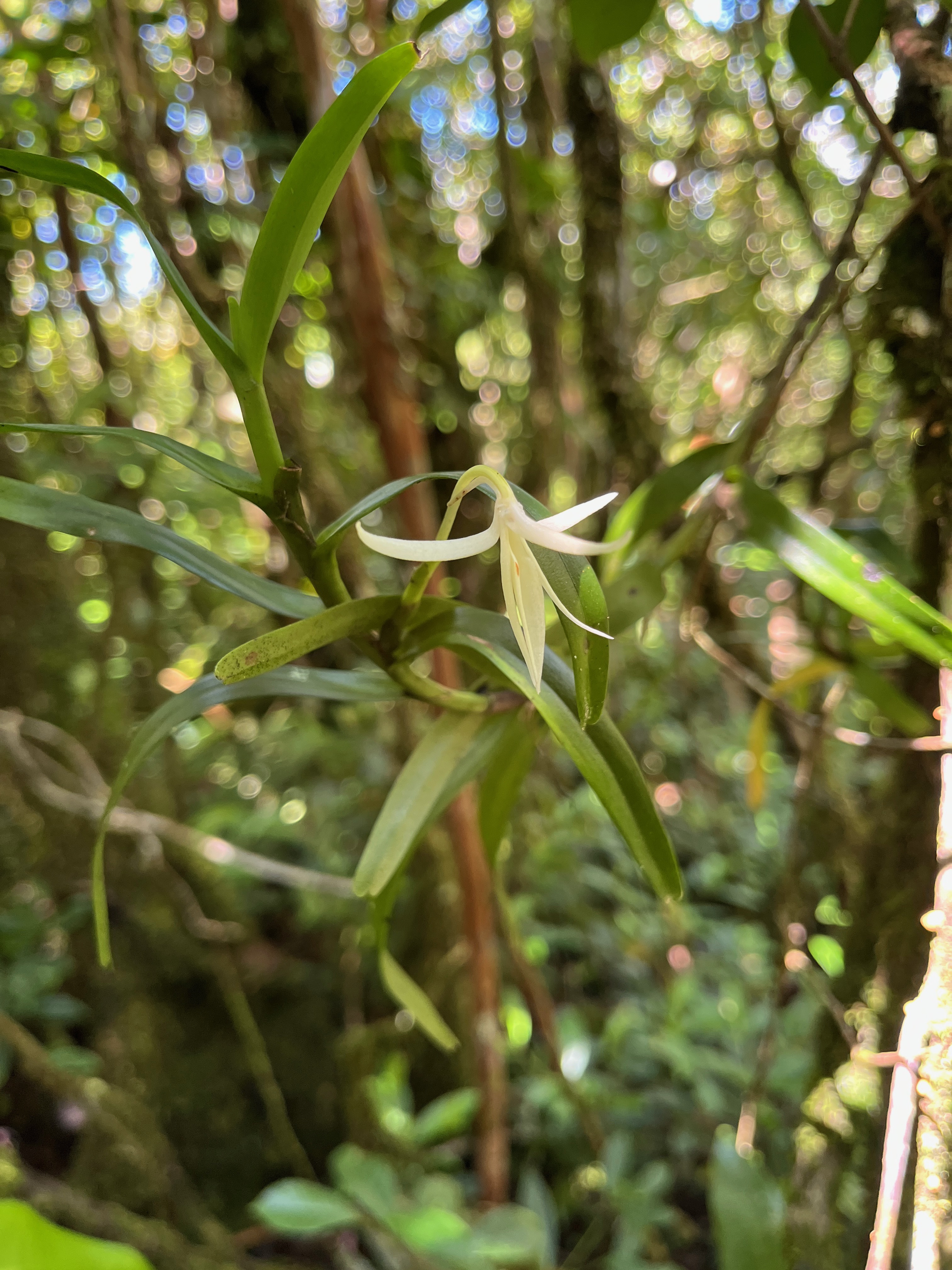 34. Jumellea rossii Senghas - Faham - Orchidaceae IMG_9317.JPG.jpeg