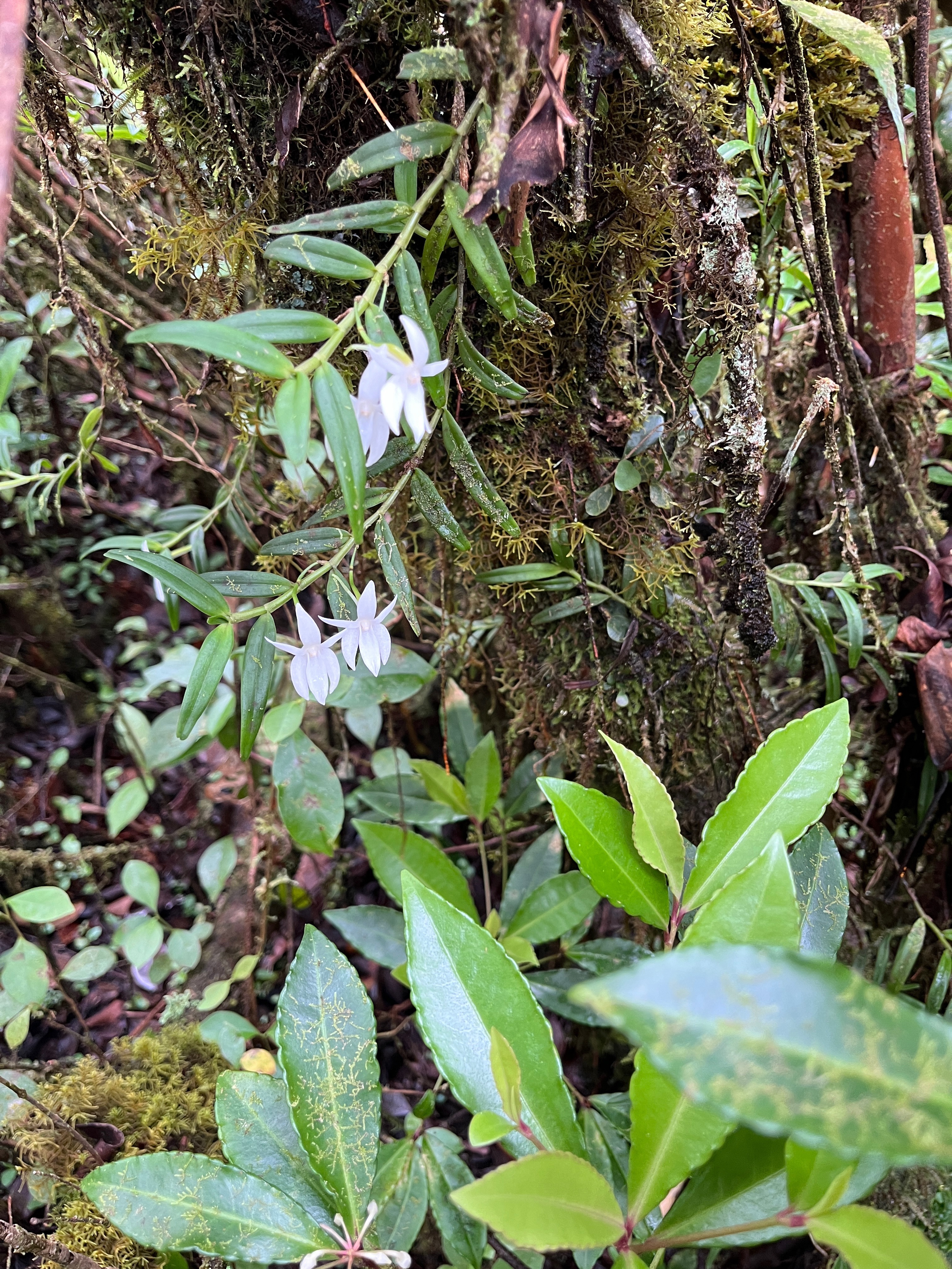 39. Angraecum mauritianum - Faux Faham - EPIDENDROIDEAE - Indigène Réunion.jpeg