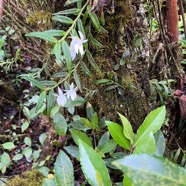 39. Angraecum mauritianum - Faux Faham - EPIDENDROIDEAE - Indigène Réunion.jpeg