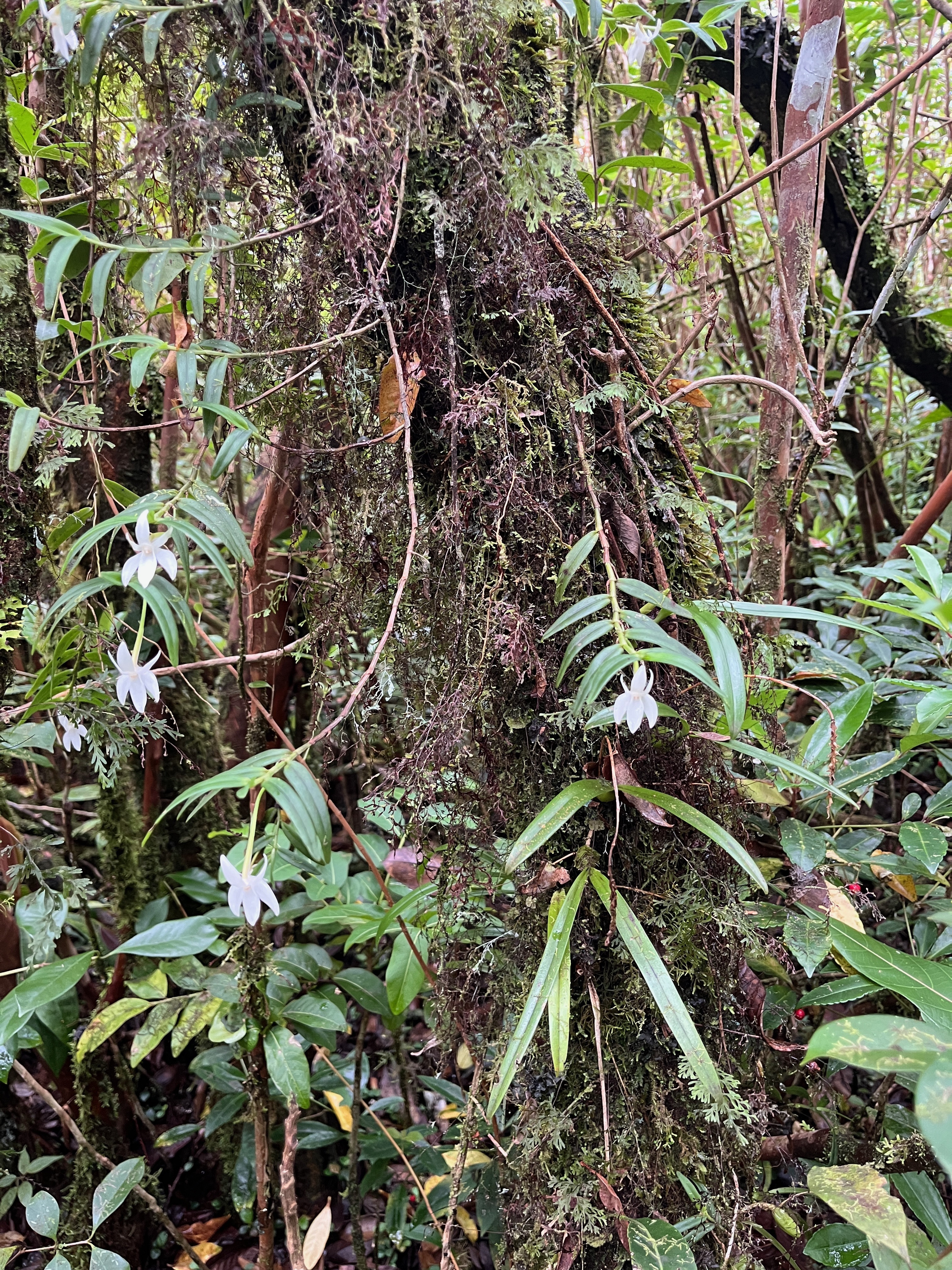 40. Angraecum mauritianum - Faux Faham - EPIDENDROIDEAE - Indigène Réunion.jpeg