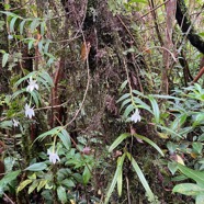 40. Angraecum mauritianum - Faux Faham - EPIDENDROIDEAE - Indigène Réunion.jpeg