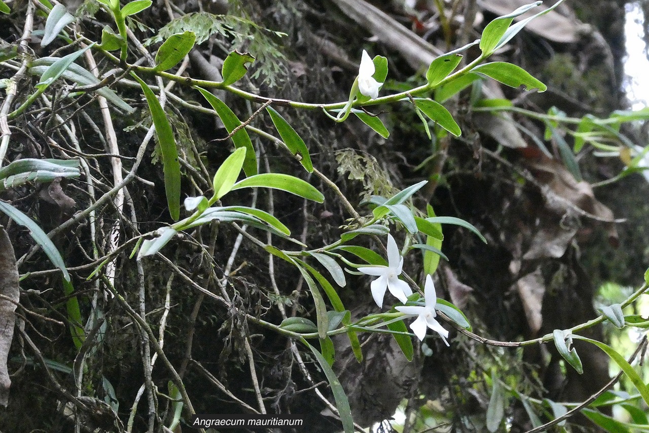 Angraecum mauritianum.faham bâtard.orchidaceae.endémique Madagascar Mascareignes..jpeg