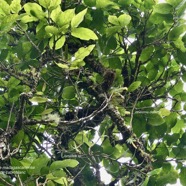 Antidesma madagascariense. Bois de cabri blanc.phyllanthaceae.indigène Réunion. et orchidées épiphytes ( Oberonia disticha. Jumellea sp  ).jpeg
