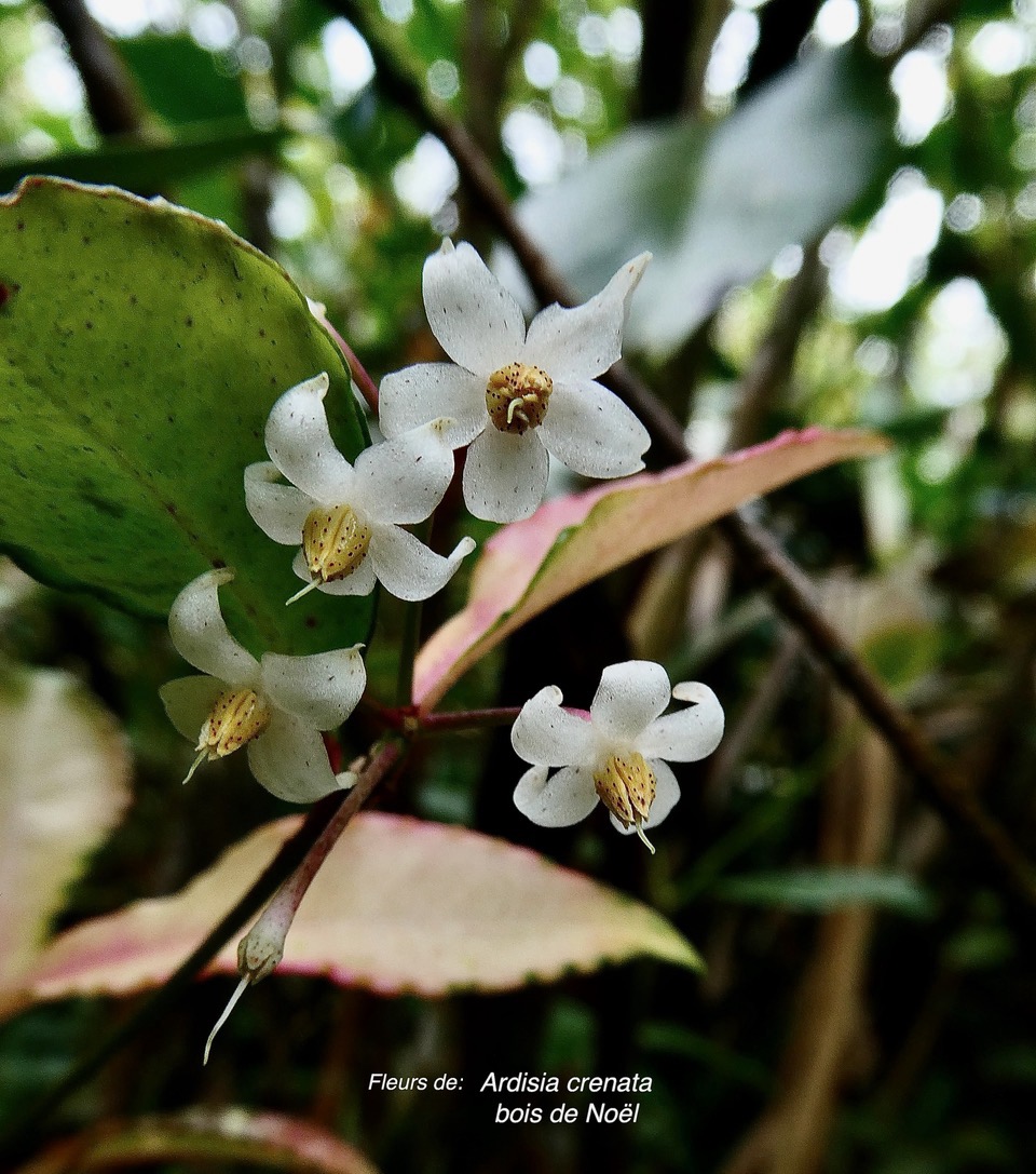 Ardisia crenata.bois de Noël.(  fleurs )  primulaceae.amphinaturalisé..jpeg