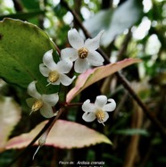 Ardisia crenata.bois de Noël.(  fleurs )  primulaceae.amphinaturalisé..jpeg