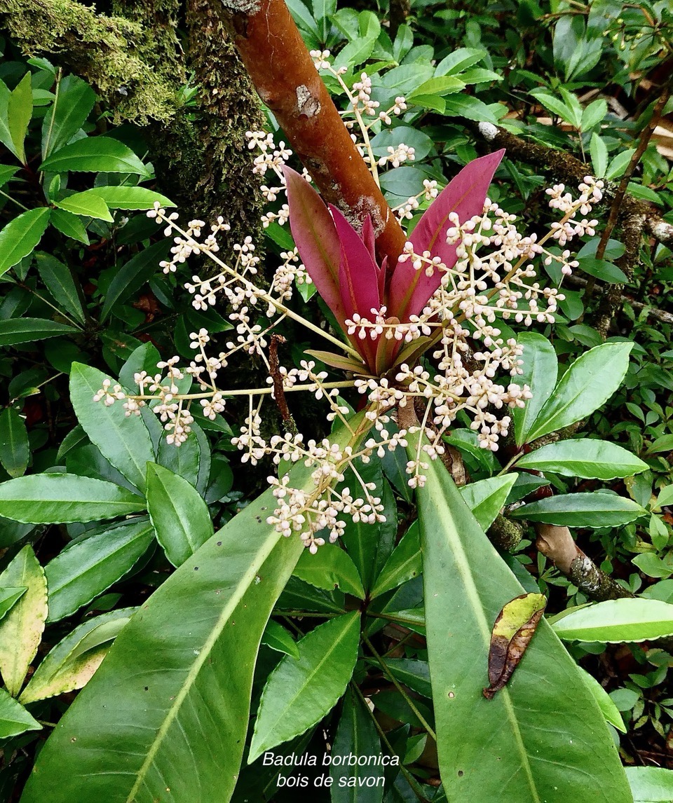 Badula borbonica.bois de savon.( inflorescences en boutons ) primulaceae.endémique Réunion.entouré de bois de Noël.jpeg