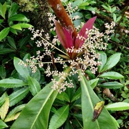 Badula borbonica.bois de savon.( inflorescences en boutons ) primulaceae.endémique Réunion.entouré de bois de Noël.jpeg