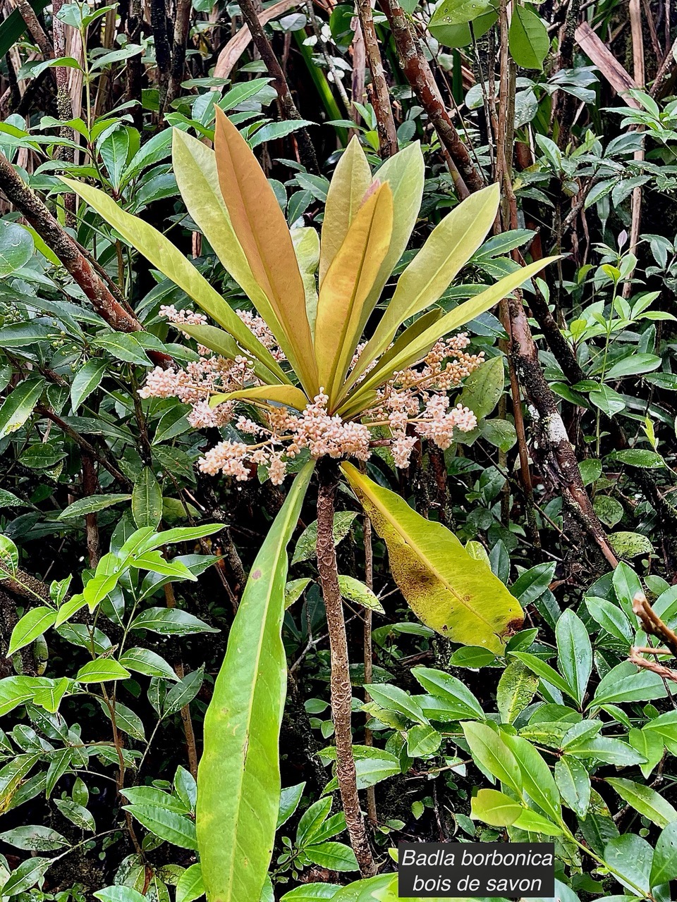 Badula borbonica.bois de savon.primulaceae.endémique Réunion. (1).jpeg