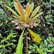 Badula borbonica.bois de savon.primulaceae.endémique Réunion. (1).jpeg