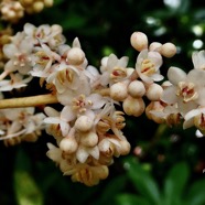 Badula borbonica.bois de savon.primulaceae.endémique Réunion..jpeg