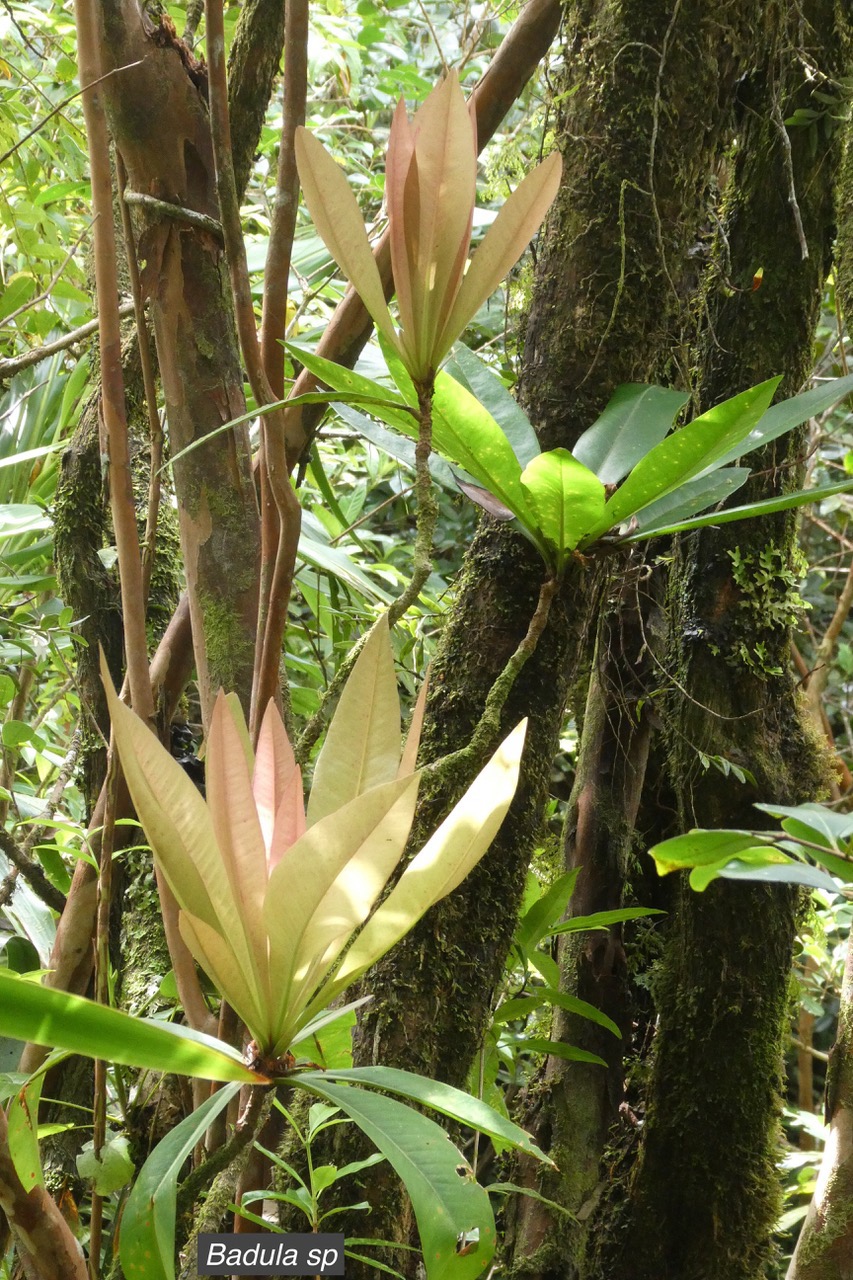 Badula sp.primulaceae..jpeg