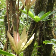 Badula sp.primulaceae..jpeg