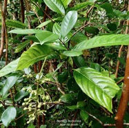 Bertiera borbonica  Bois de raisin. rubiaceae.endémique Réunion..jpeg