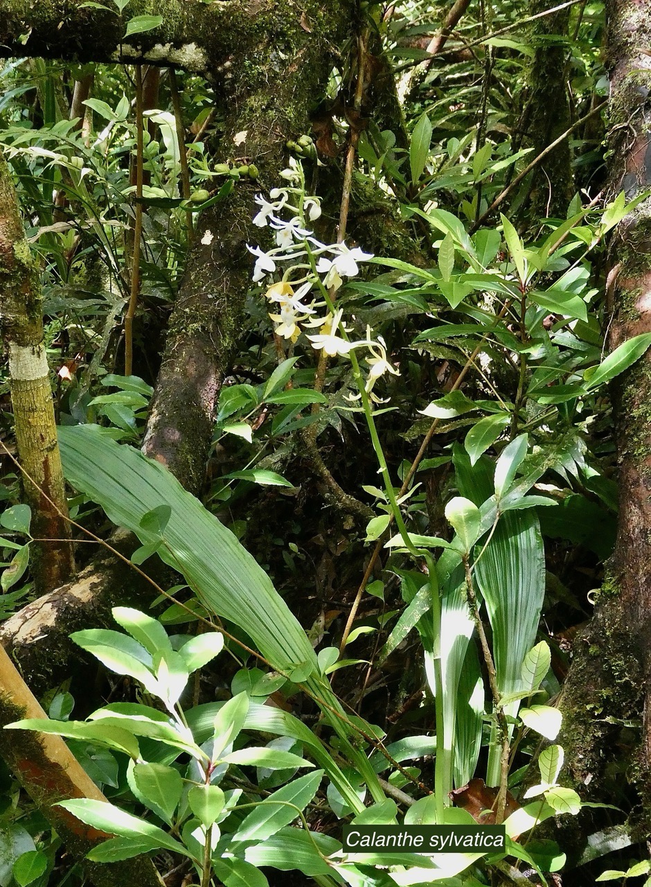 Calanthe sylvatica ( in situ ) orchidaceae.Indigène Réunion.jpeg