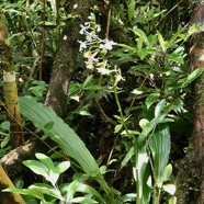 Calanthe sylvatica ( in situ ) orchidaceae.Indigène Réunion.jpeg