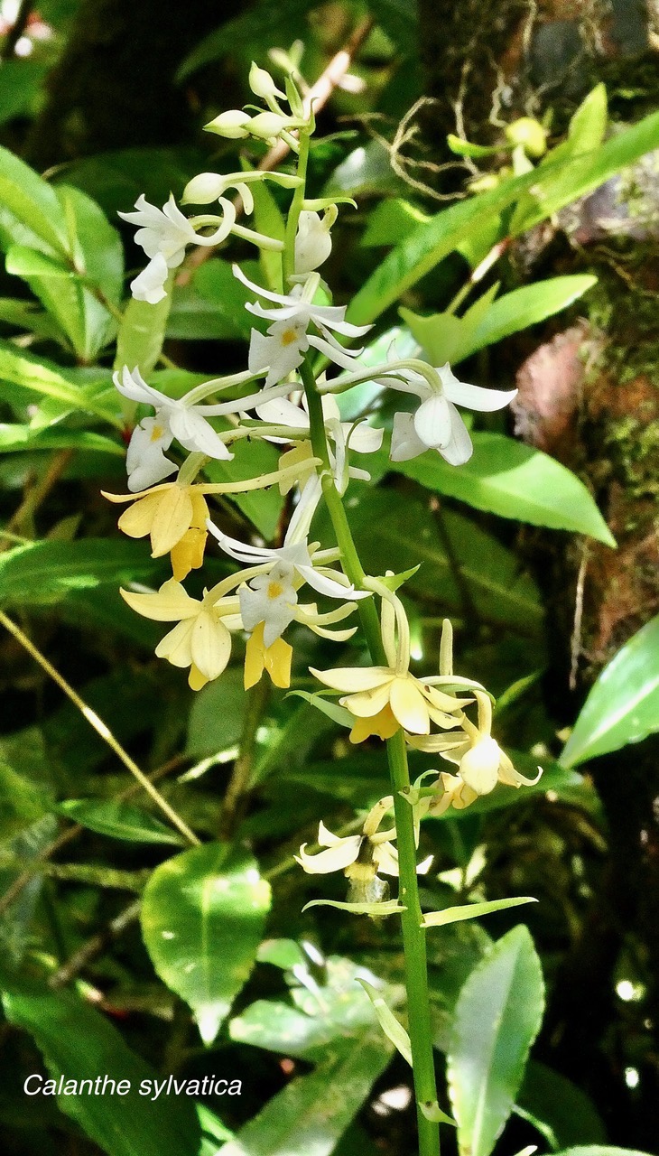 Calanthe sylvatica .( inflorescence ) orchidaceae.Indigène Réunion.jpeg