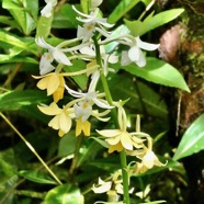 Calanthe sylvatica .( inflorescence ) orchidaceae.Indigène Réunion.jpeg
