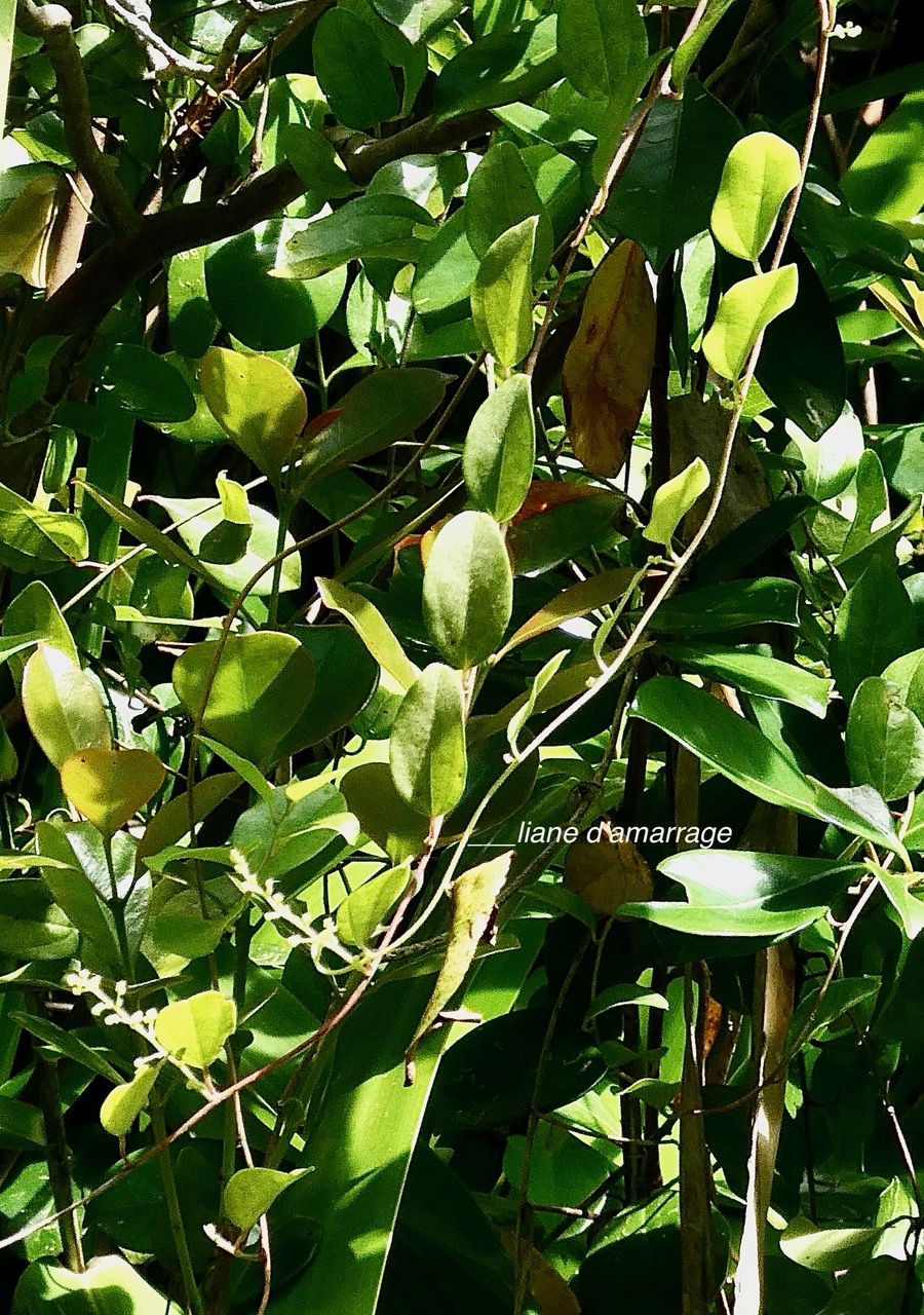 Cocculus trilobus.( Cocculus orbiculatus ) liane d’amarrage.menispermaceae.amphinaturalisé.espèce envahissante. (1).jpeg