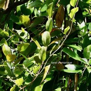 Cocculus trilobus.( Cocculus orbiculatus ) liane d’amarrage.menispermaceae.amphinaturalisé.espèce envahissante. (1).jpeg