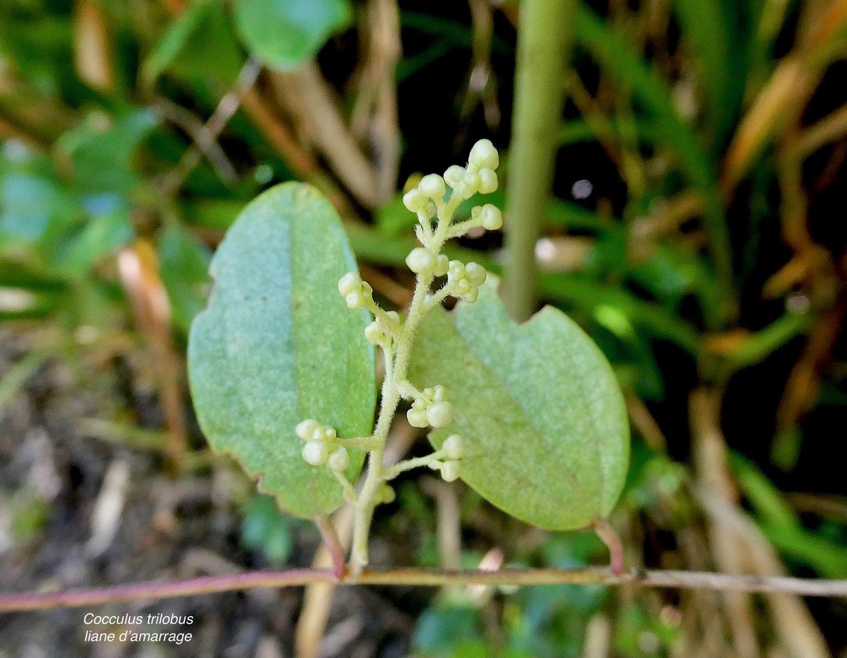 Cocculus trilobus.( Cocculus orbiculatus ) liane d’amarrage.menispermaceae.amphinaturalisé.espèce envahissante..jpeg