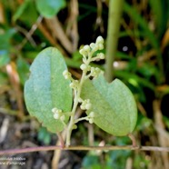 Cocculus trilobus.( Cocculus orbiculatus ) liane d’amarrage.menispermaceae.amphinaturalisé.espèce envahissante..jpeg
