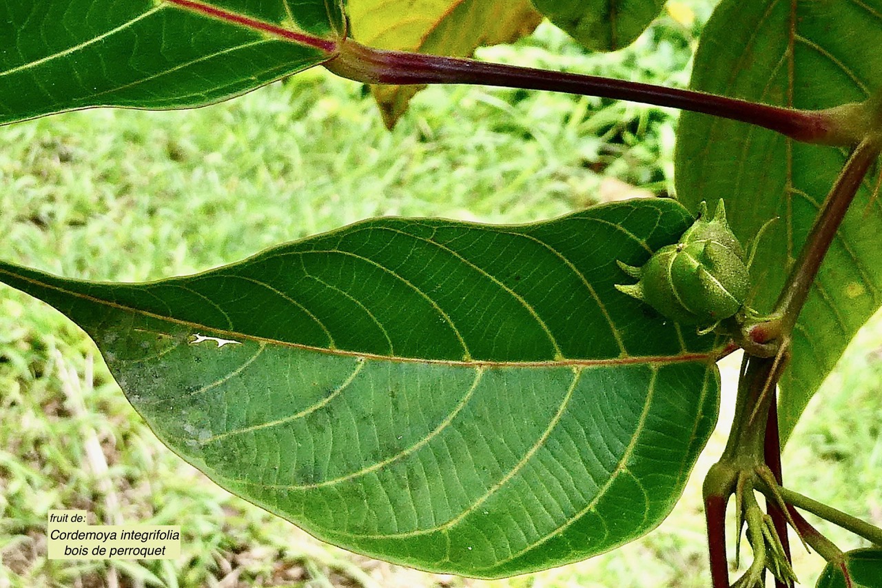 Cordemoya integrifolia.( Hancea integrifolia )  Bois de  perroquet. (fruit ) euphorbiaceae .endémique Réunion Maurice.jpeg