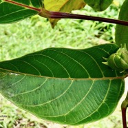 Cordemoya integrifolia.( Hancea integrifolia )  Bois de  perroquet. (fruit ) euphorbiaceae .endémique Réunion Maurice.jpeg