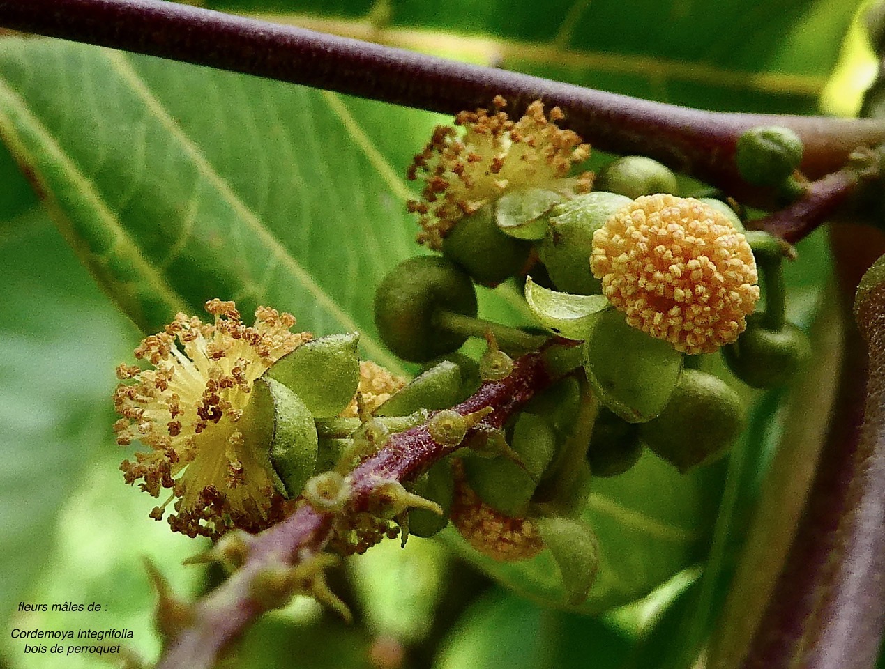 Cordemoya integrifolia.( Hancea integrifolia )  Bois de  perroquet.( détail d'une inflorescence mâle ) euphorbiaceae .endémique Réunion Maurice.jpeg