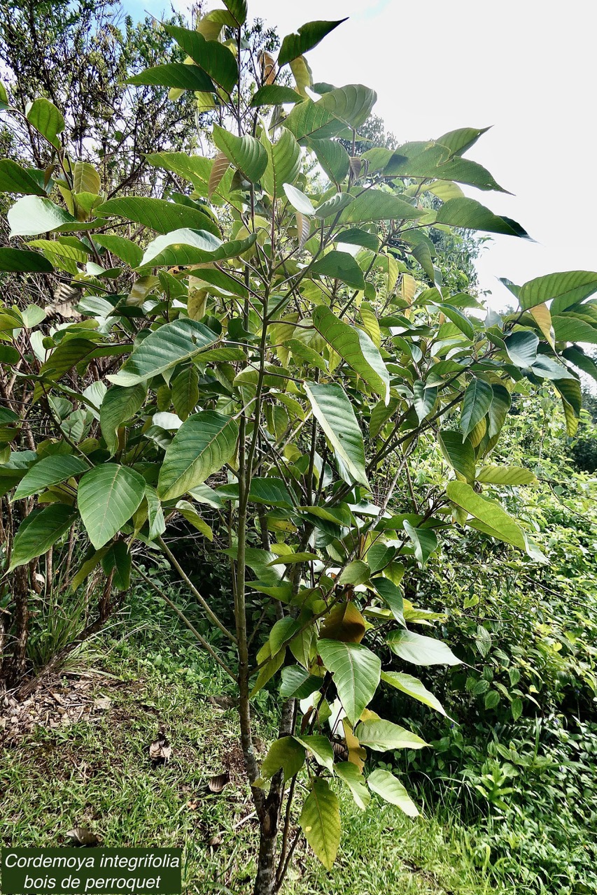 Cordemoya integrifolia.( Hancea integrifolia )  Bois de  perroquet.euphorbiaceae .endémique Réunion Maurice.jpeg