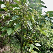 Cordemoya integrifolia.( Hancea integrifolia )  Bois de  perroquet.euphorbiaceae .endémique Réunion Maurice.jpeg