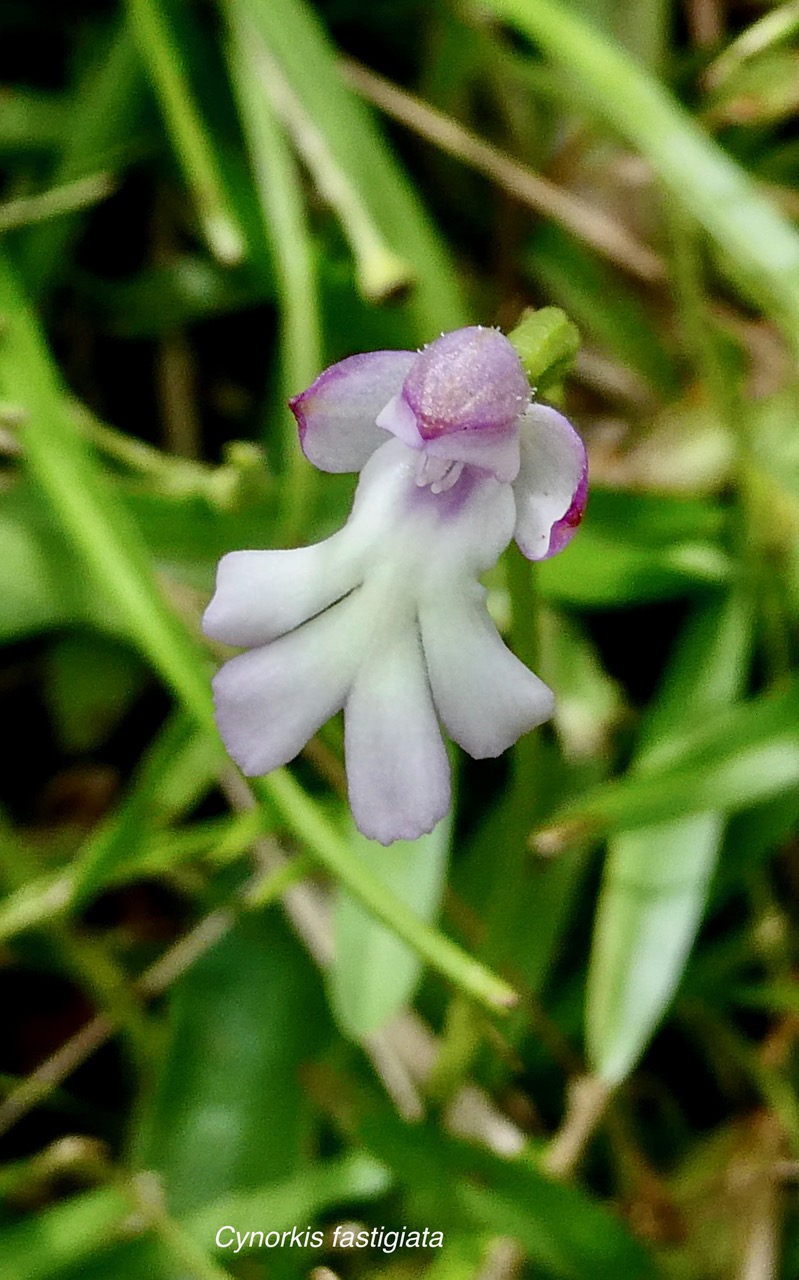 Cynorkis fastigiata.orchidaceae.indigène Réunion. (1).jpeg