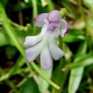 Cynorkis fastigiata.orchidaceae.indigène Réunion. (1).jpeg