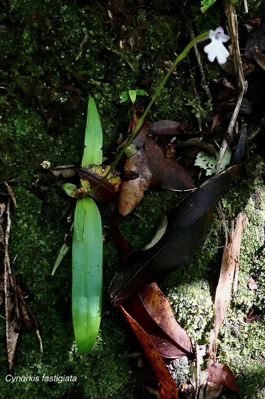 Cynorkis fastigiata.orchidaceae.indigène Réunion..jpeg