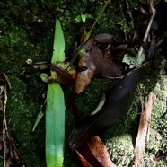 Cynorkis fastigiata.orchidaceae.indigène Réunion..jpeg