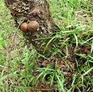 Ficus mauritiana Lam.figue marron.figuier rouge.( figues sur le tronc et sur 