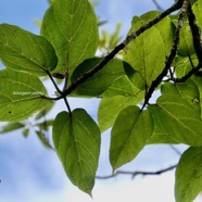 Ficus mauritiana Lam.figue marron.figuier rouge.moraceae.endémique Réunion Maurice. (1).jpeg