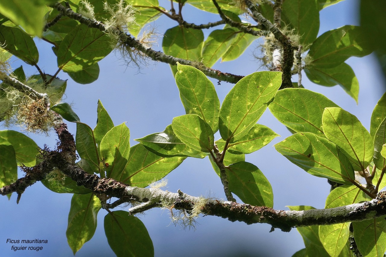 Ficus mauritiana Lam.figue marron.figuier rouge.moraceae.endémique Réunion Maurice..jpeg