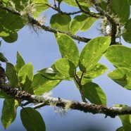 Ficus mauritiana Lam.figue marron.figuier rouge.moraceae.endémique Réunion Maurice..jpeg