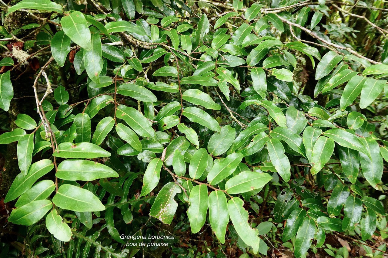 Grangeria borbonica.bois de punaise.chrysobalanaceae.endémique Réunion Maurice .,.jpeg