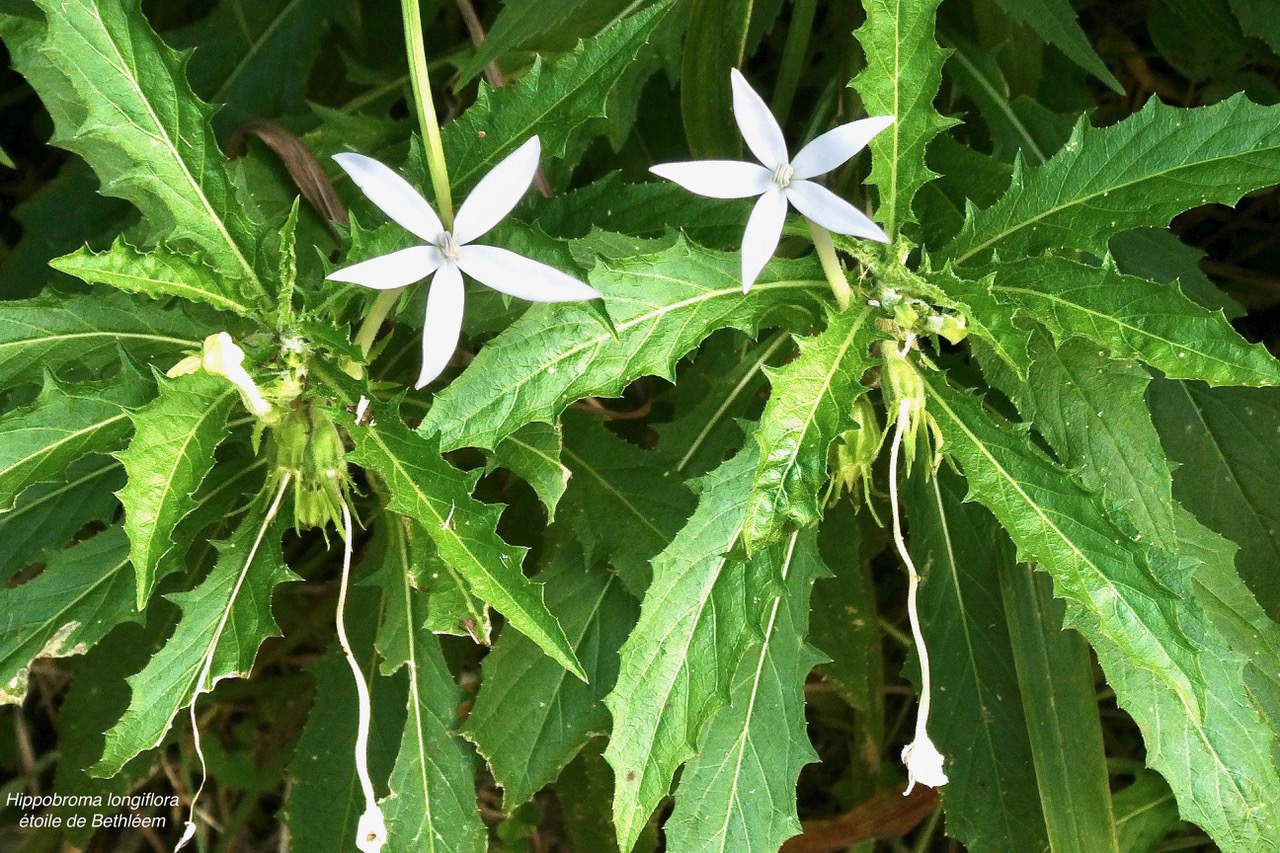 Hippobroma longiflora.étoile de Bethléem.campanulaceae.amphinaturalisé.jpeg