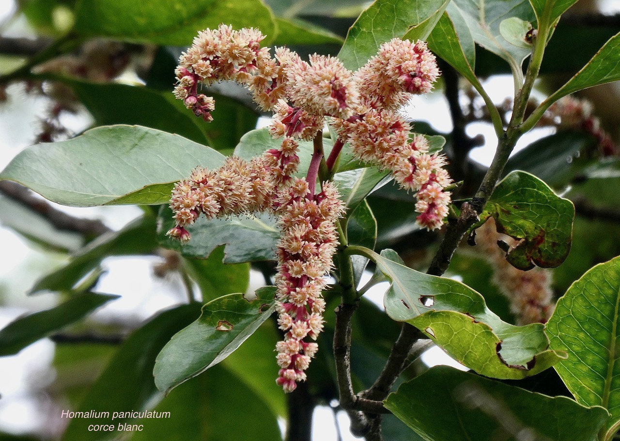 Homalium paniculatum. Corce blanc .bois de bassin.salicaceae.endémique Réunion Maurice. (2).jpeg