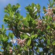 Homalium paniculatum. Corce blanc .bois de bassin.salicaceae.endémique Réunion Maurice. (4).jpeg
