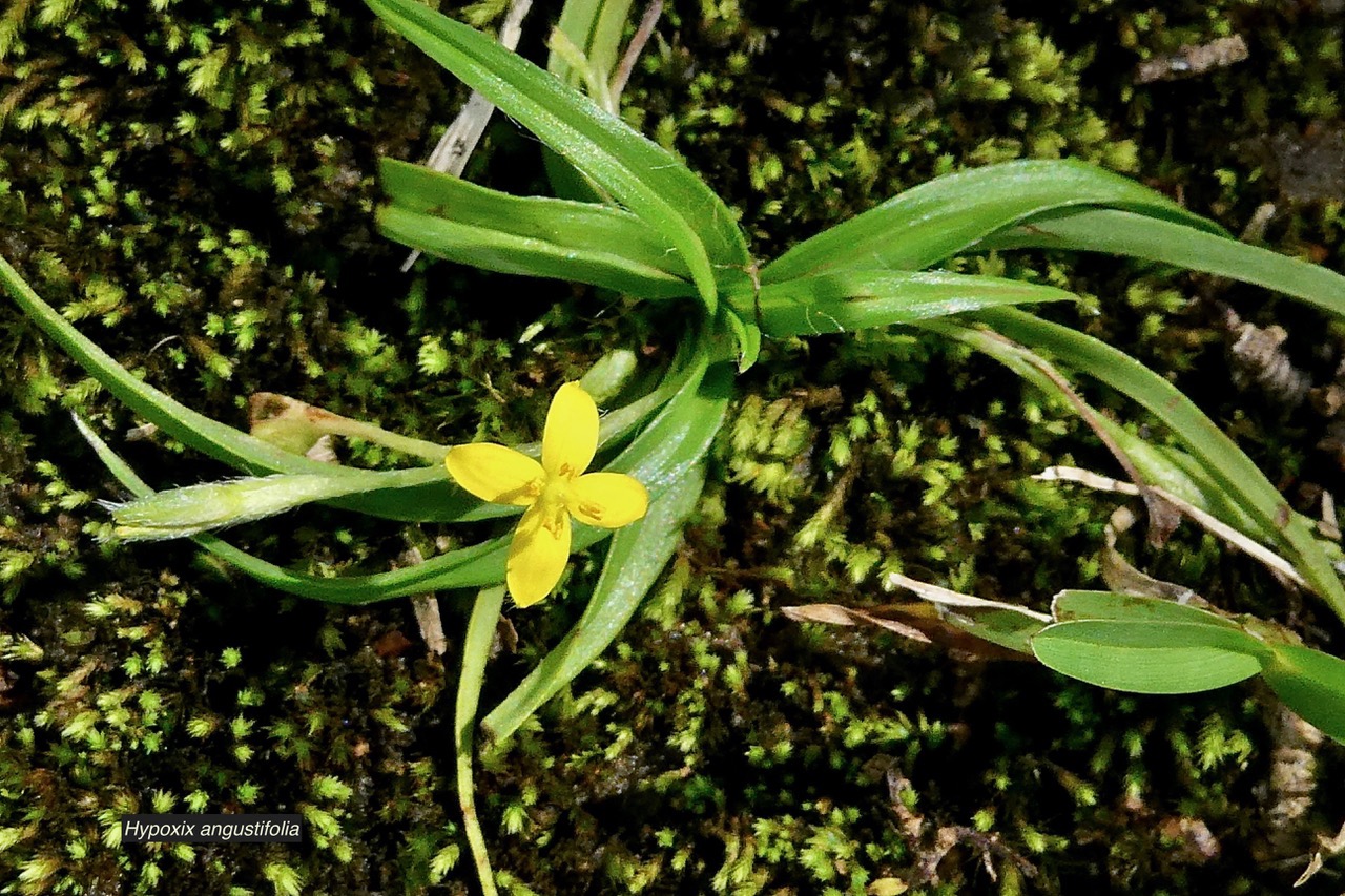 Hypoxis angustifolia .hypoxis à feuilles étroites.hypoxidaceae.indigène Réunion..jpeg