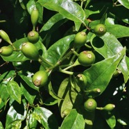 Mussaenda arcuata.lingue café.( fruits ) rubiaceae.indigène Réunion..jpeg