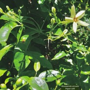 Mussaenda arcuata.lingue café.rubiaceae.indigène Réunion..jpeg