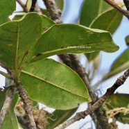 Noronhia broomeana .Chionanthus broomeanus.. Bois de cœur bleu. ( domaties à poils roux en face inférieure des feuilles ) oleaceae.endémique Réunion..jpeg