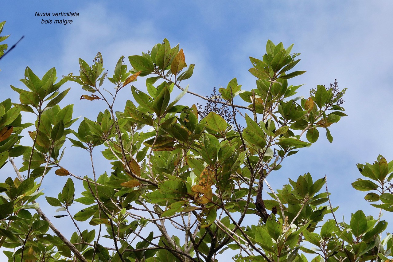 Nuxia verticillata.bois maigre.stilbaceae.endémique Réunion Maurice. (1).jpeg