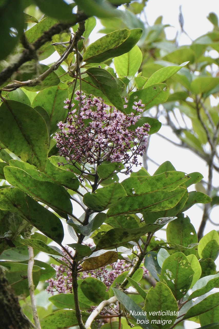 Nuxia verticillata.bois maigre.stilbaceae.endémique Réunion Maurice..jpeg